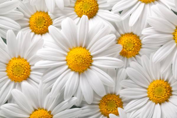 flores de aniversário de namoro