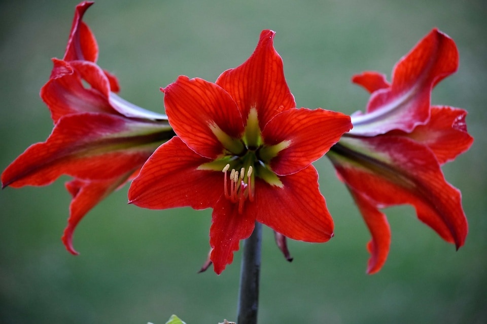 flores para expressar gratidão em um relacionamento