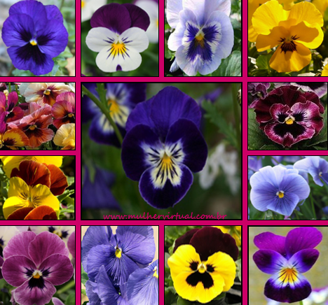 flores com significado de lealdade