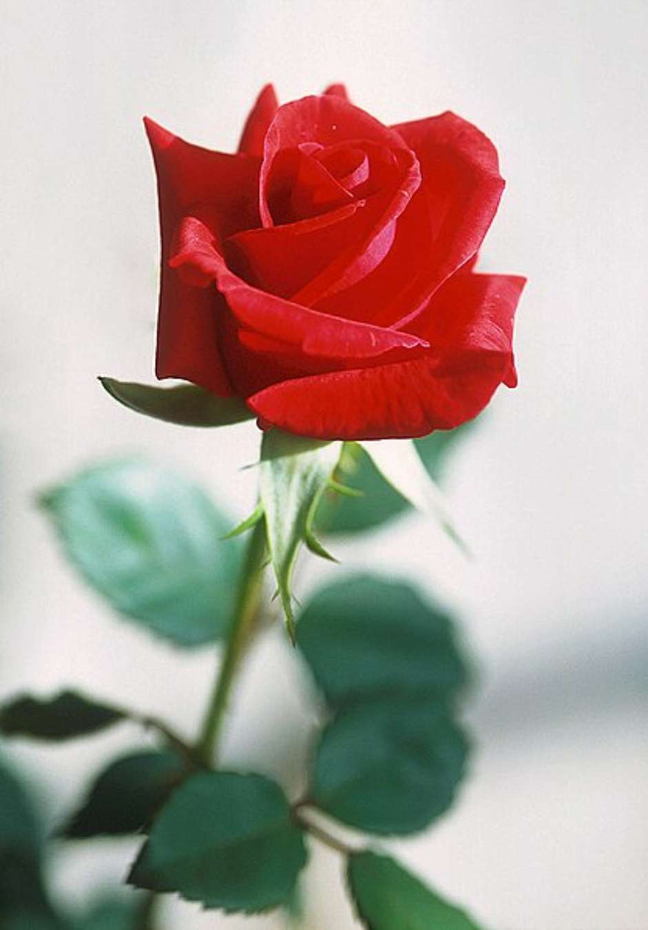 flores para presente romântico