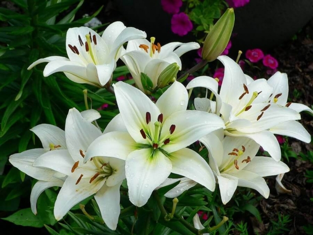 significado das flores no amor
