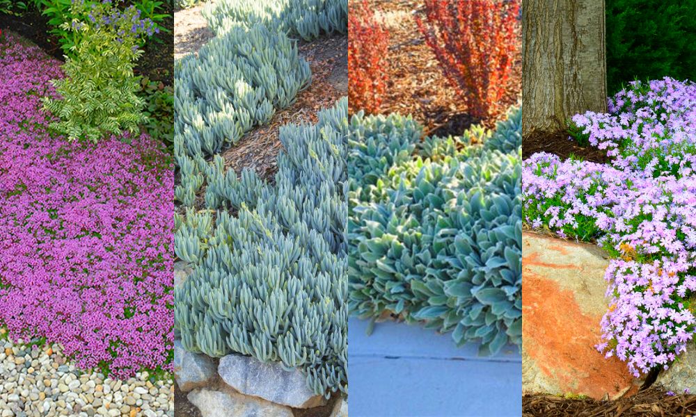 flores rasteiras para jardim