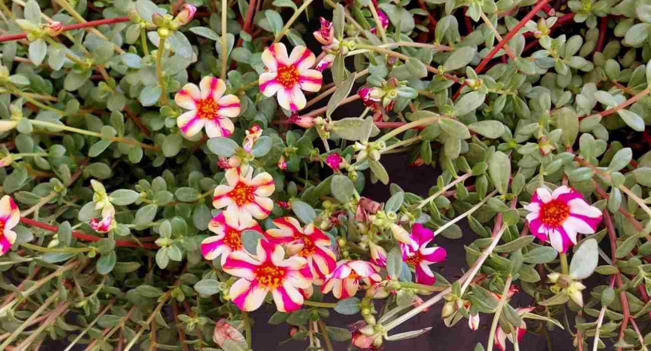 melhores flores rasteiras para jardim ensolarado