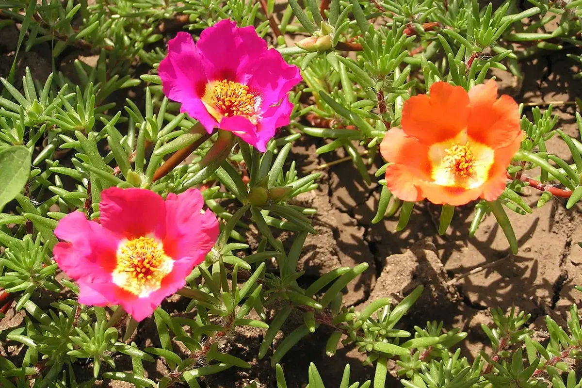 flores rasteiras que florescem o ano todo