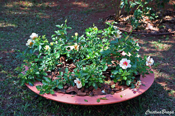 melhores flores rasteiras para jardim ensolarado