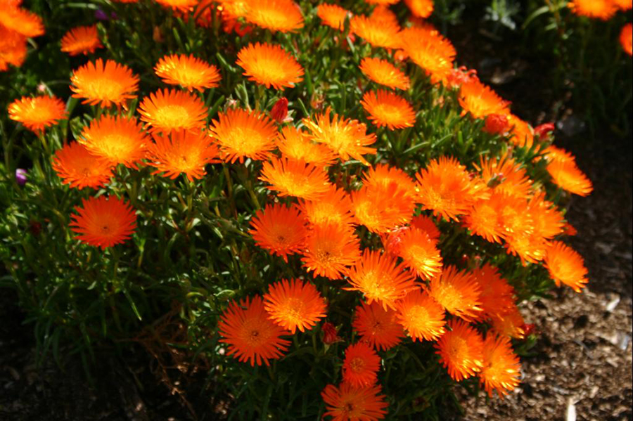 erros comuns ao escolher flores rasteiras