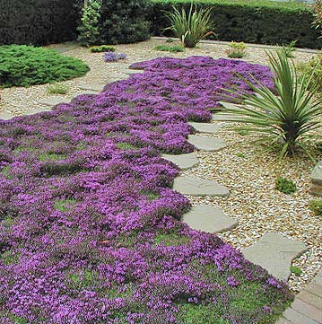 flores rasteiras vs flores pendentes para jardim