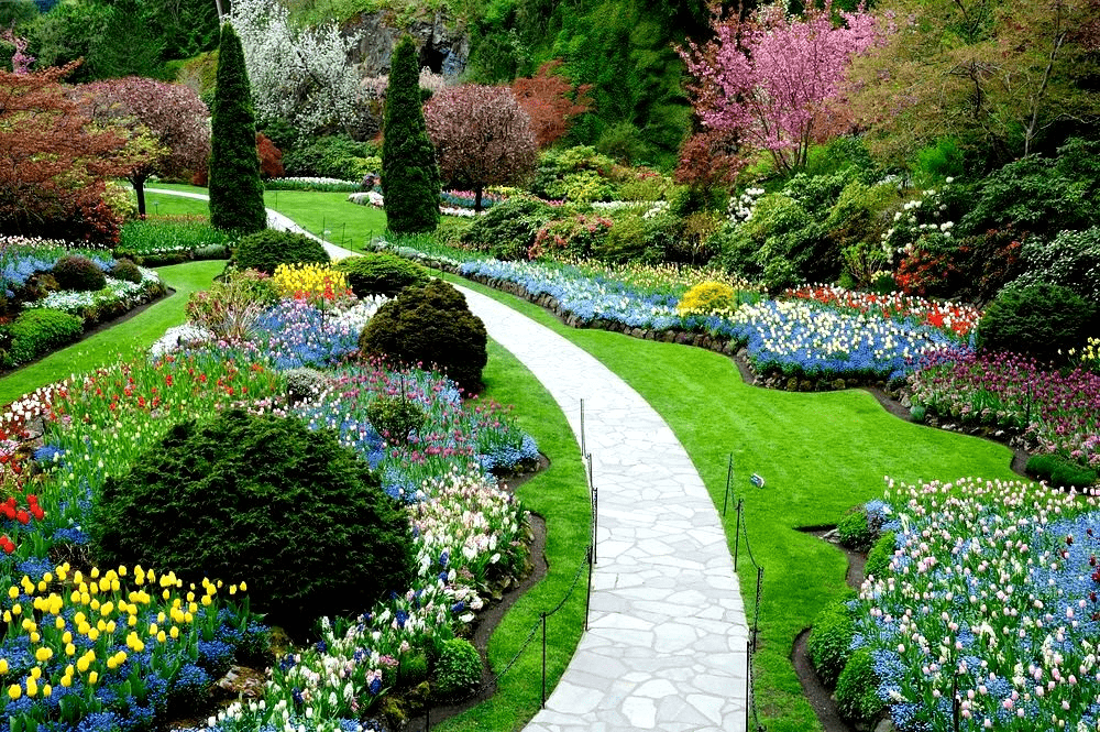flores rasteiras que florescem o ano todo