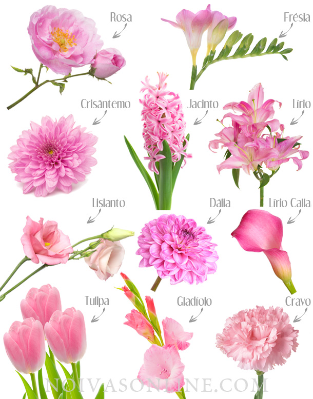significado das flores rosas