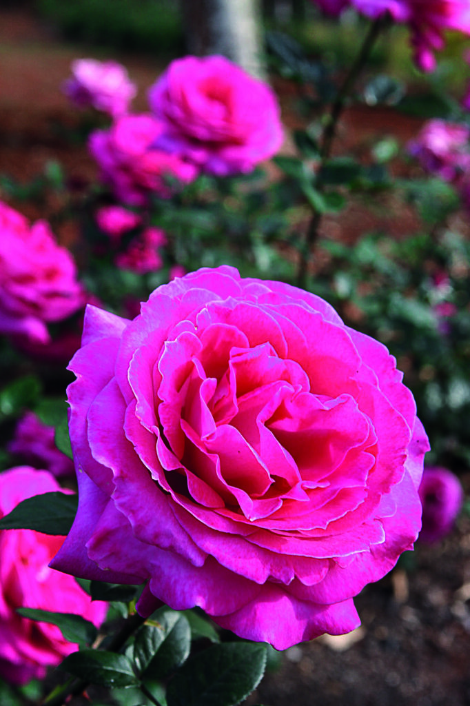 flores rosas para casamento