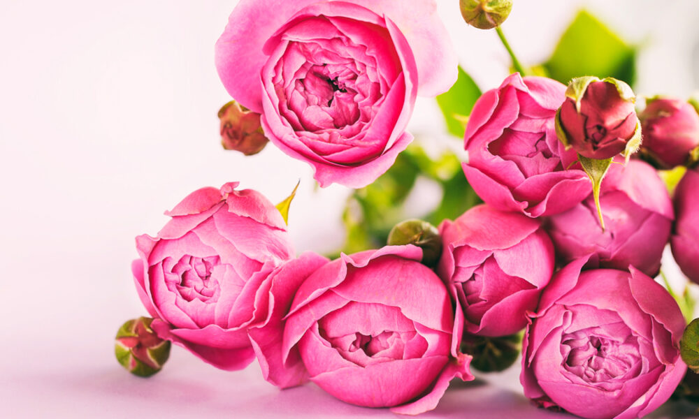 significado das flores rosas
