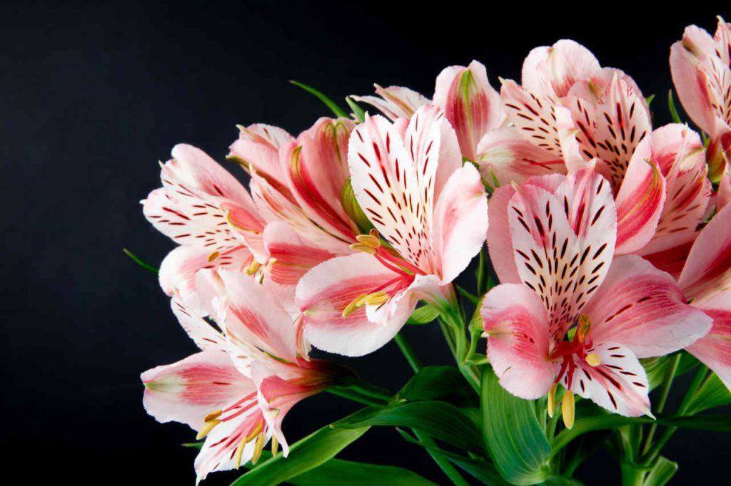 flores rosas fáceis de cuidar
