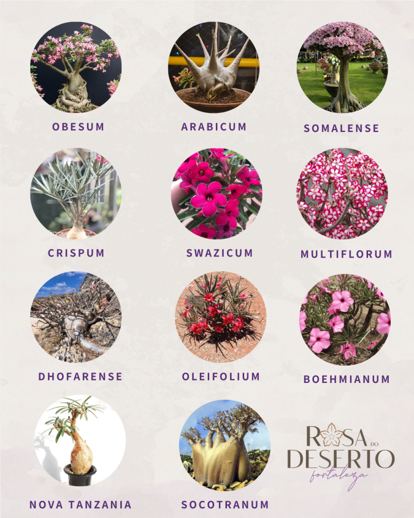 nomes de flores cor de rosa