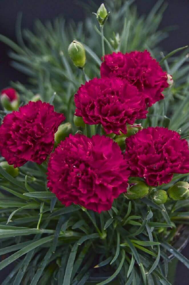 flores rosas para jardim