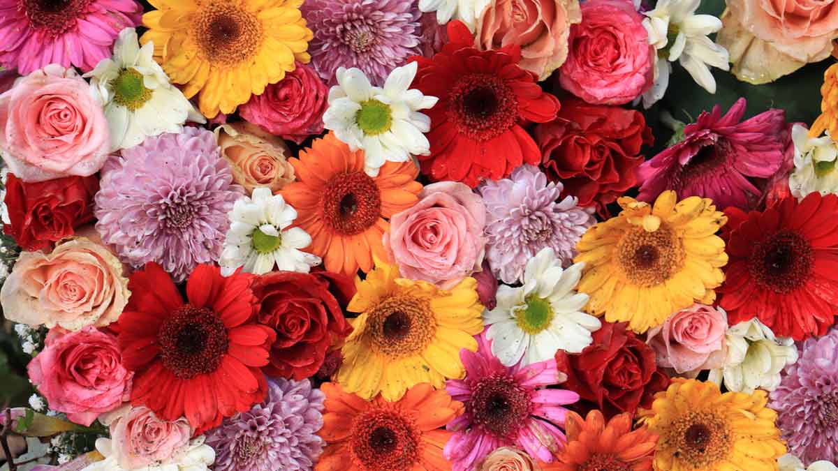 flores rosas tons pastel