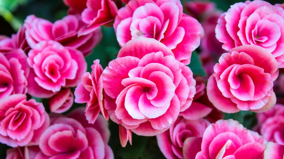 flores rosas fáceis de cuidar