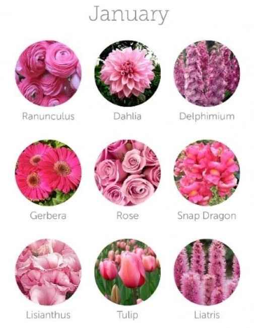 nomes de flores cor de rosa