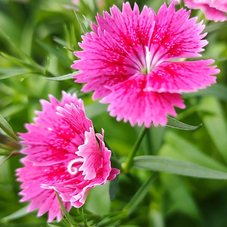 flores rosas para decoração