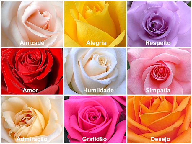 flores rosas para jardim