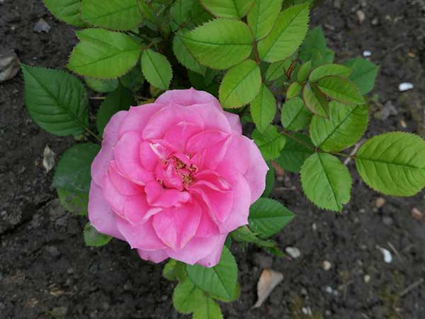 flores rosas tons pastel