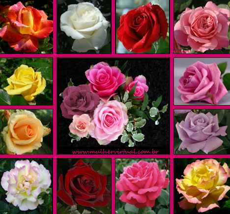 flores rosas vibrantes