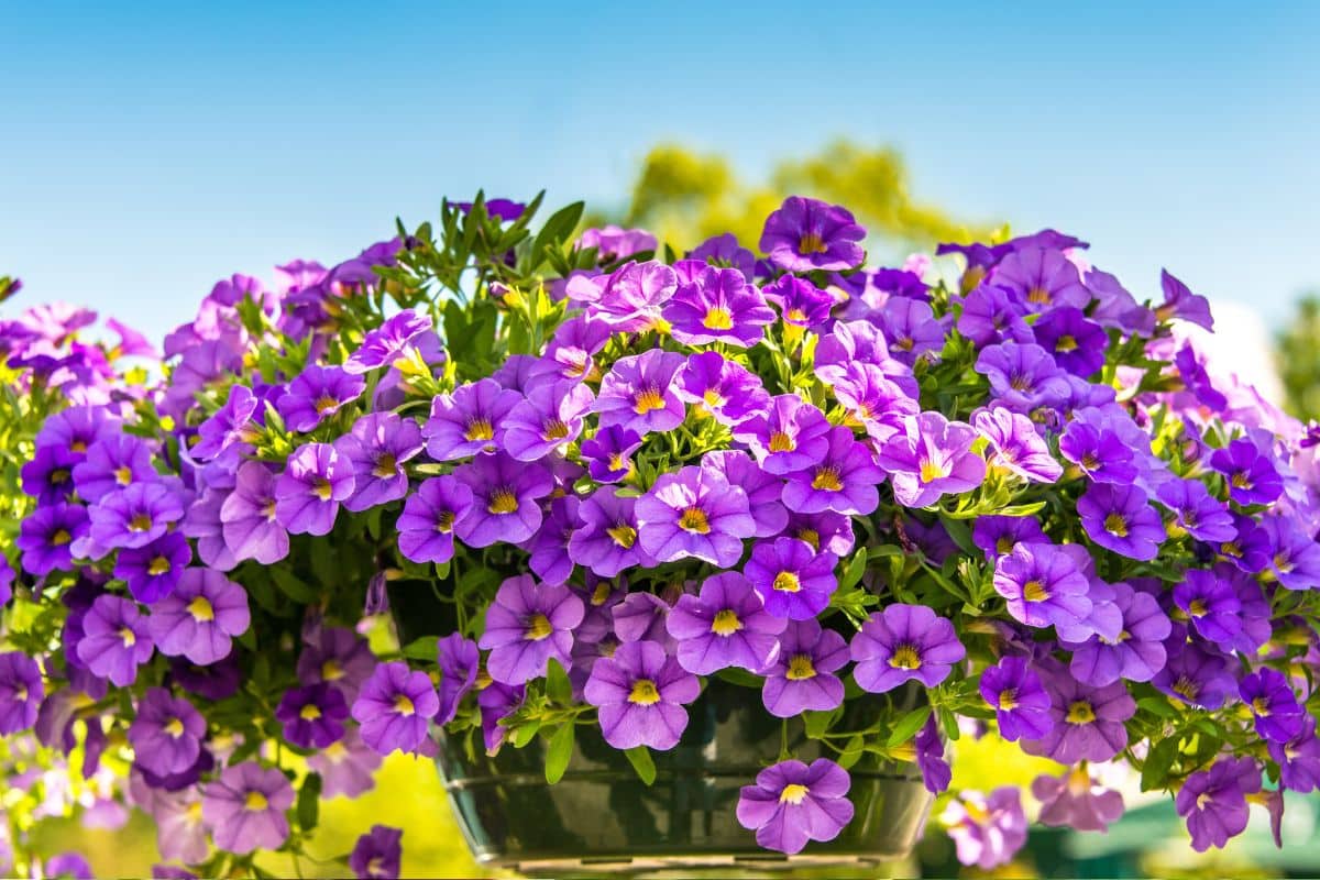 preço médio de um buquê de flores roxas