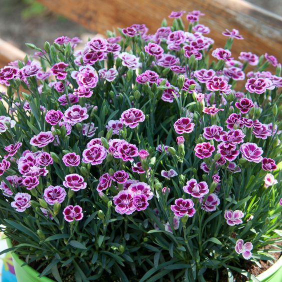 como plantar orquídea roxa em casa