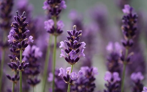 erros comuns ao cuidar de lavanda roxa