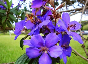 lavanda vs hortênsia qual escolher