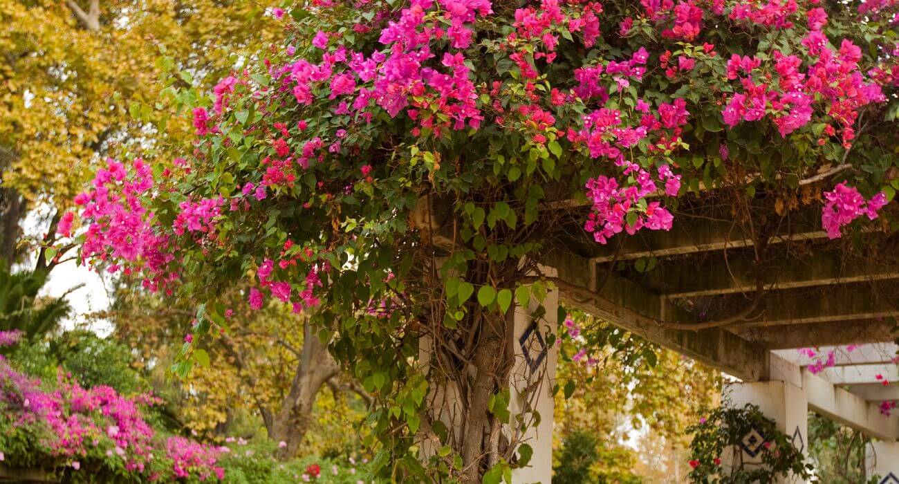 flores trepadeiras para pergolado de madeira