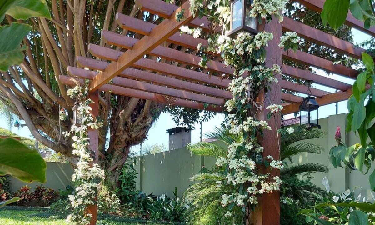 trepadeiras para pergolado com flores azuis
