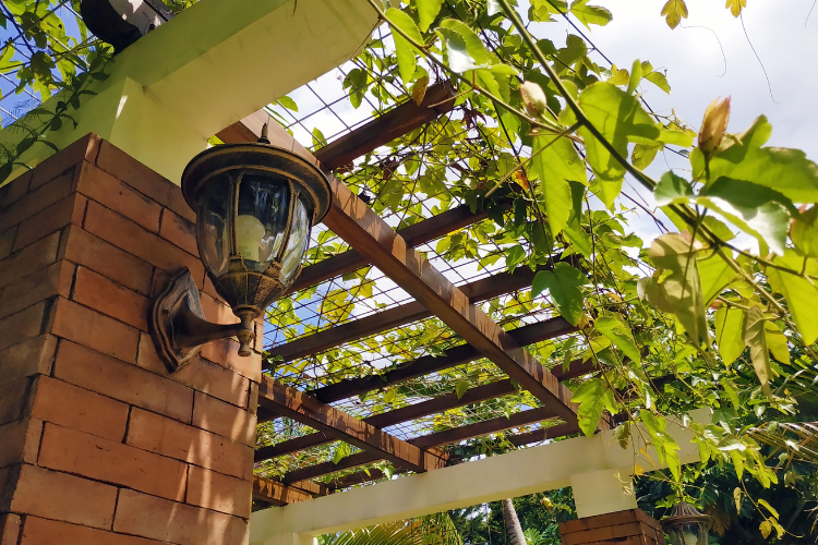 manutenção de trepadeiras em pergolado