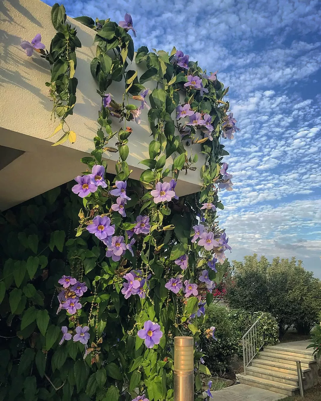flores trepadeiras para pergolado de concreto