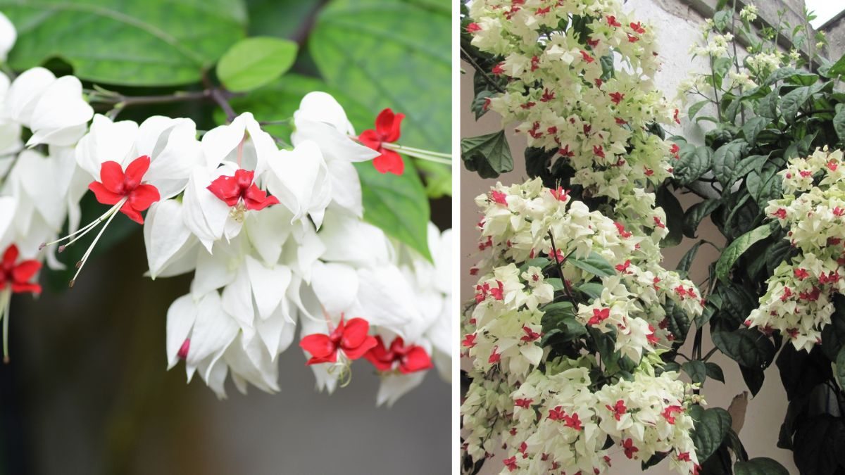 fertilizante para trepadeiras de pergolado