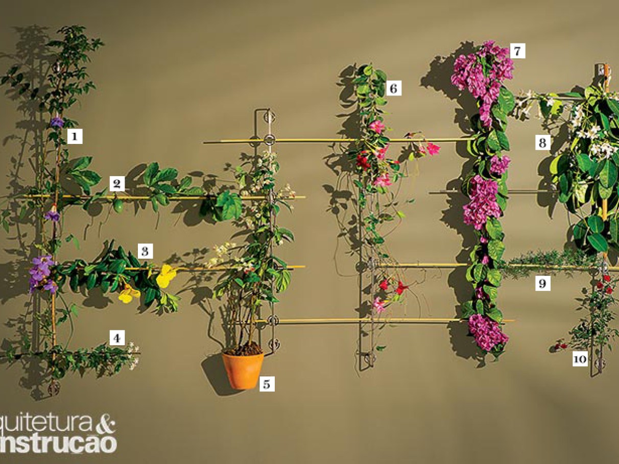 trepadeiras para pergolado com flores vermelhas