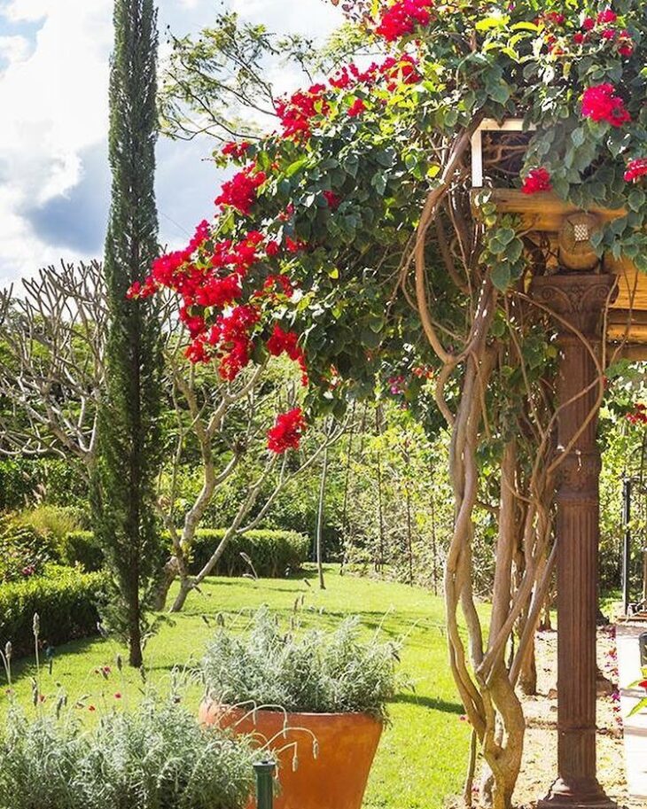 trepadeiras para pergolado com flores rosas