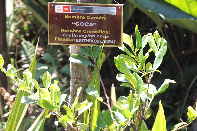 trazer folha de coca do peru para o brasil
