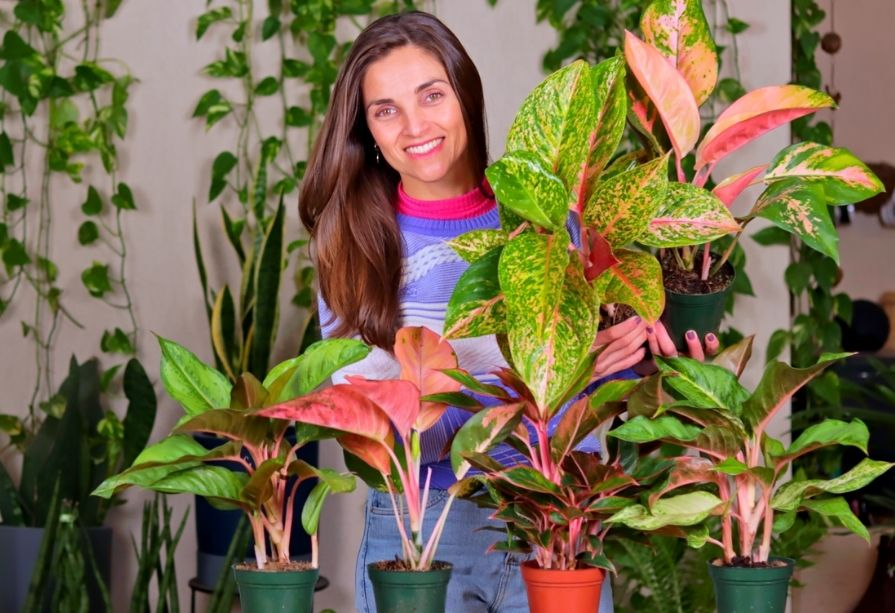 plantas com folhas coloridas