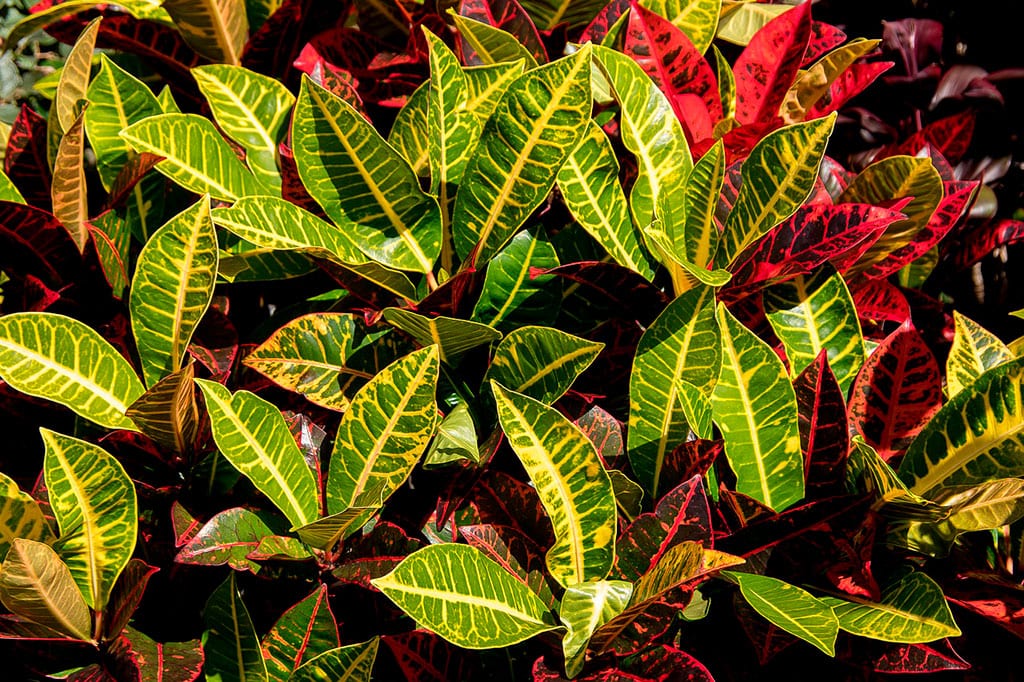 folhagens para jardim interno