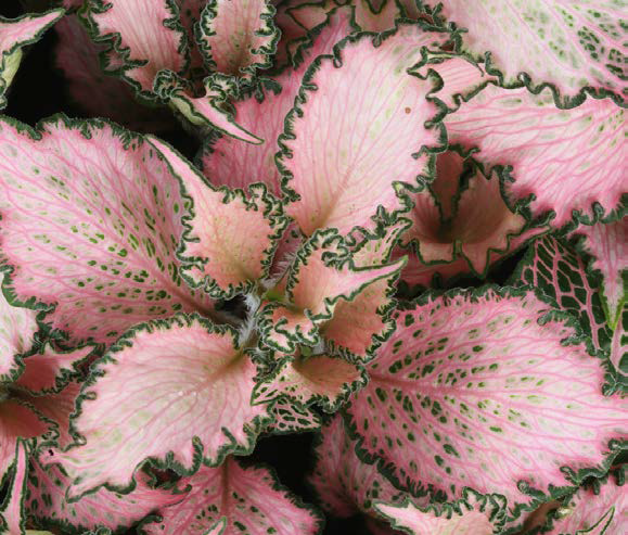 plantas com folhas rosas