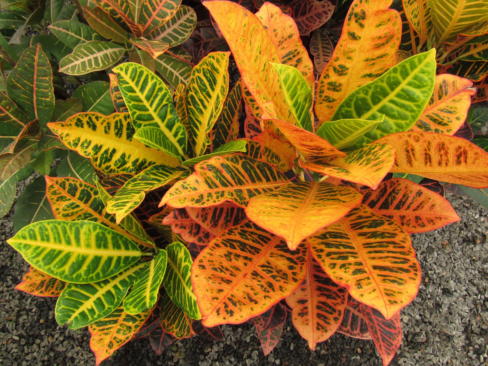 plantas com folhas amarelas