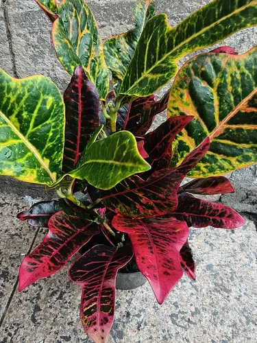 plantas com folhas roxas