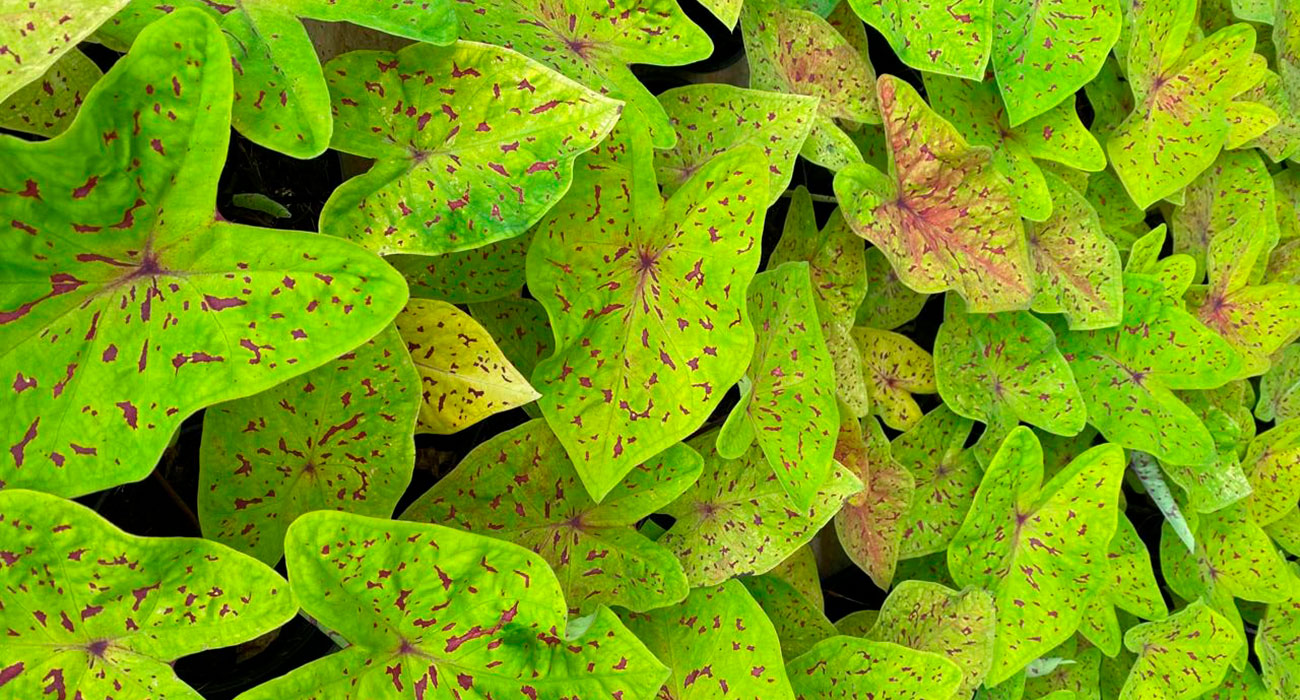 plantas com folhas coloridas