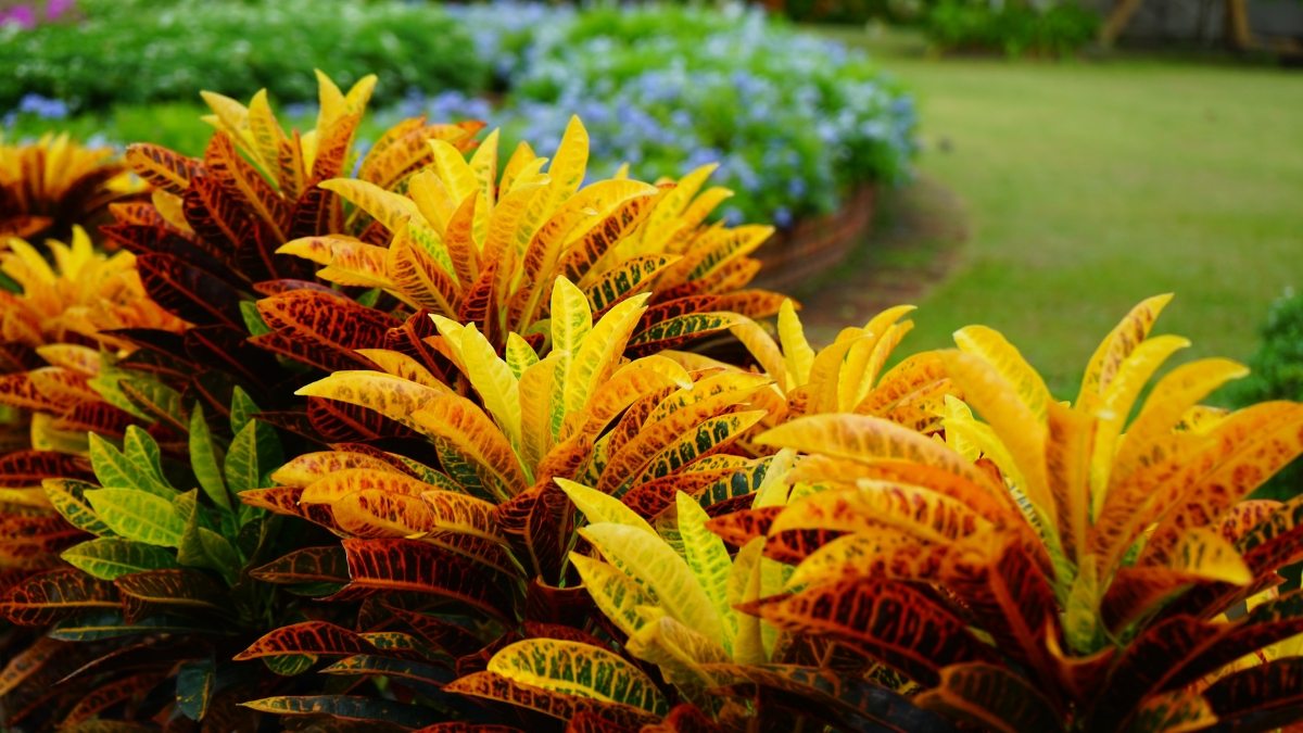 folhagens para jardim interno