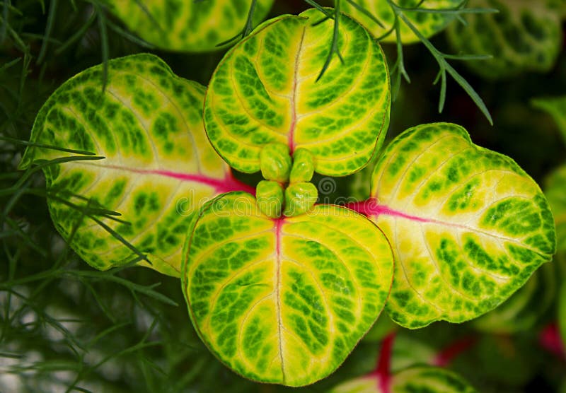 plantas de interior coloridas
