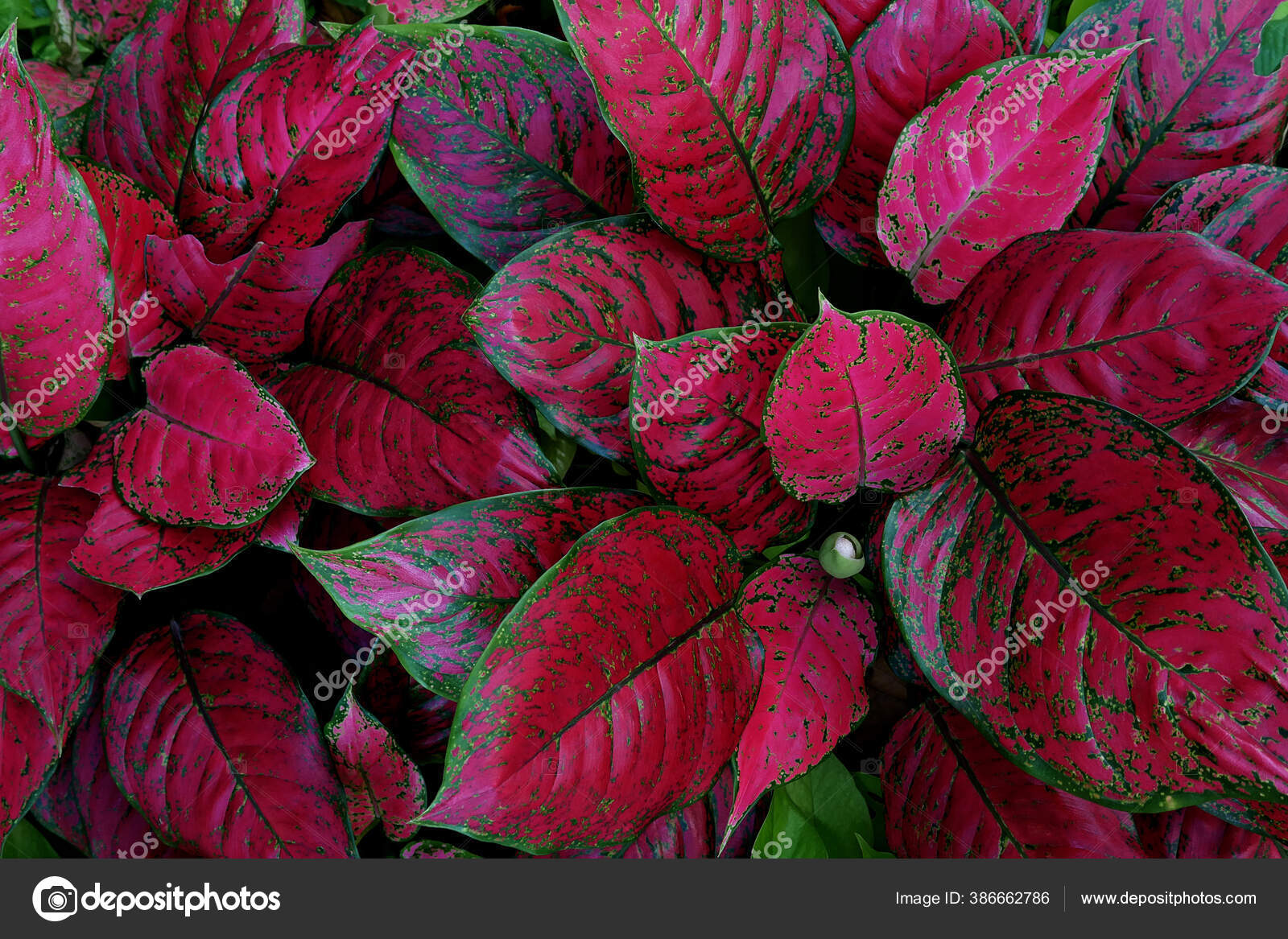 espécies de folhagens coloridas