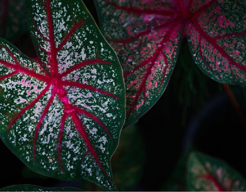 plantas de interior coloridas