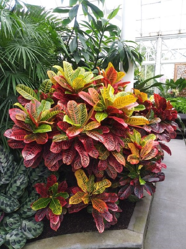 plantas tropicais de folhagem colorida