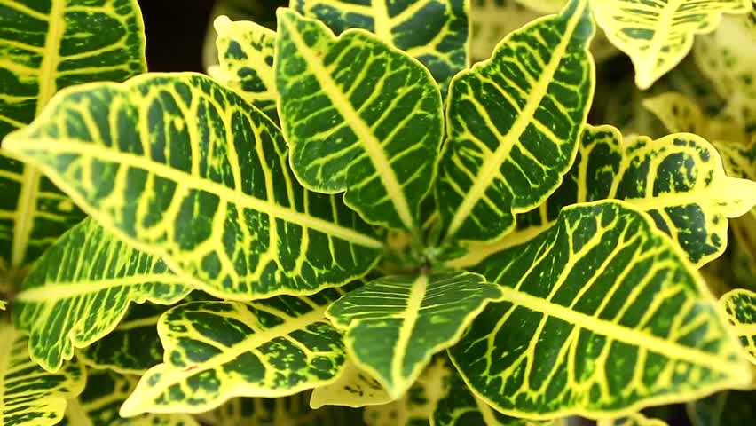 plantas com folhas vermelhas