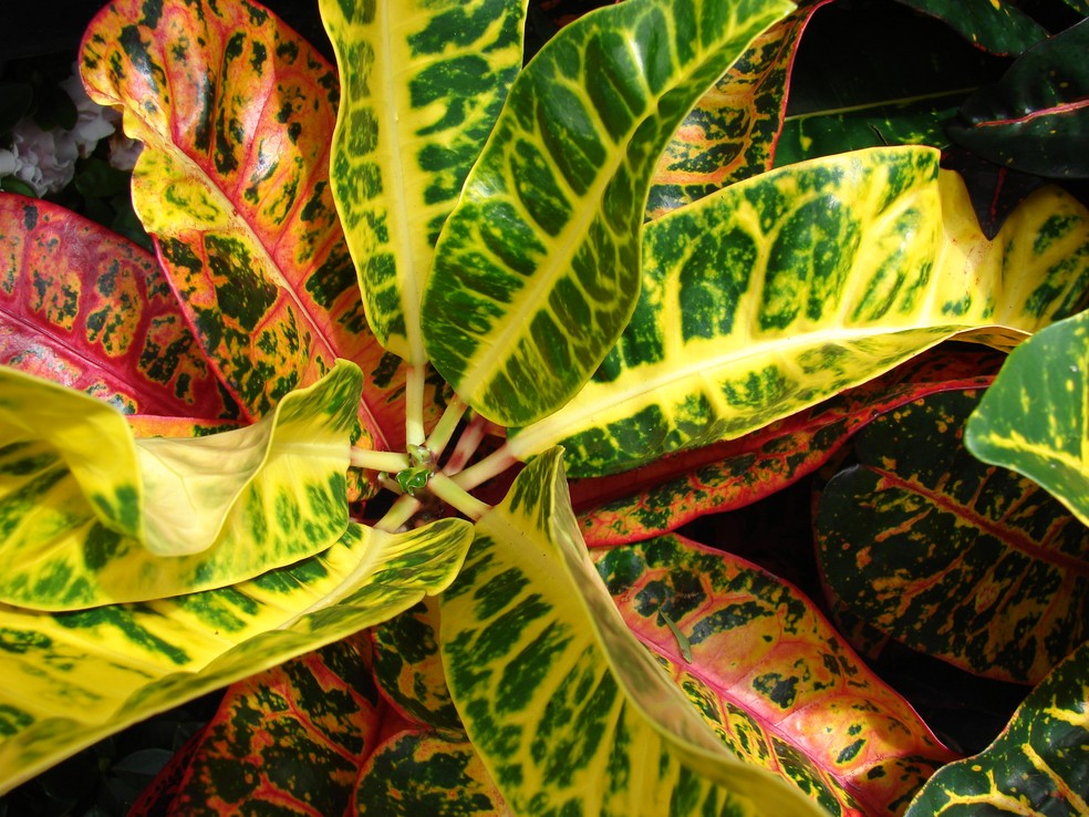 jardim com folhagem colorida